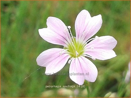 Petrorhagia saxifraga | Mantelanjer | Nelkenk&ouml;pfchen