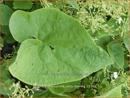 Brunnera macrophylla &#039;Betty Bowring&#039; | Kaukasische vergeet-mij-nietje, Vast vergeet-mij-nietje