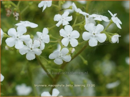 Brunnera macrophylla &#039;Betty Bowring&#039; | Kaukasische vergeet-mij-nietje, Vast vergeet-mij-nietje