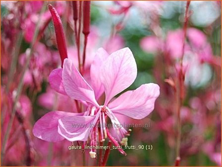 Gaura lindheimeri &#039;Tutti Frutti&#039; | Prachtkaars, Vlinderkruid