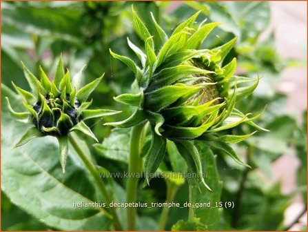 Helianthus decapetalus &#039;Triomphe de Gand&#039; | Vaste zonnebloem