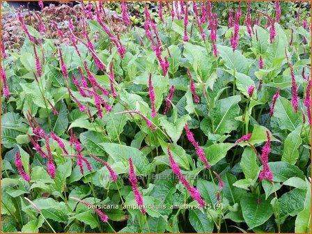 Persicaria amplexicaulis &#039;Amethyst&#039; | Adderwortel, Duizendknoop