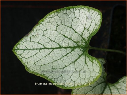 Brunnera macrophylla &#039;Silver Spear&#039; | Kaukasische vergeet-mij-nietje, Vast vergeet-mij-nietje