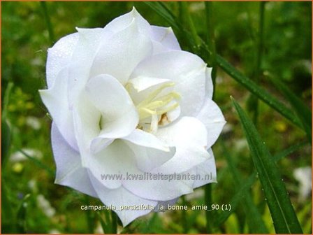 Campanula persicifolia &#039;La Bonne Amie&#039; | Perzikbladklokje, Prachtklokje, Klokjesbloem