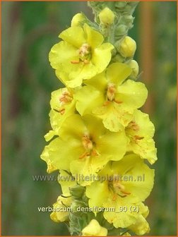 Verbascum densiflorum | Stalkaars, Toorts