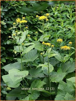 Telekia speciosa | Koeienoog