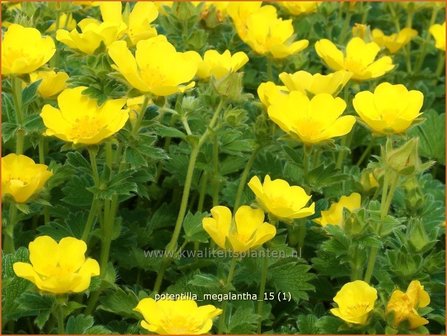 Potentilla megalantha | Ganzerik, Vijfvingerkruid