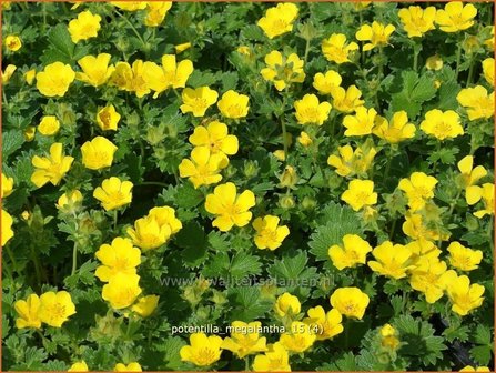 Potentilla megalantha | Ganzerik, Vijfvingerkruid