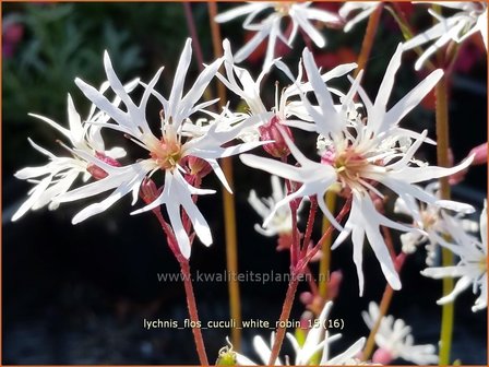 Lychnis flos-cuculi &#039;White Robin&#039; | Echte koekoeksbloem, Koekoeksbloem