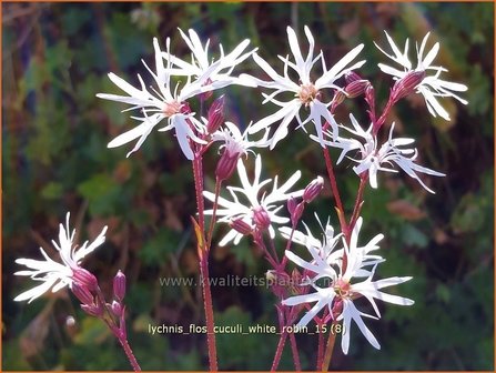 Lychnis flos-cuculi &#039;White Robin&#039; | Echte koekoeksbloem, Koekoeksbloem