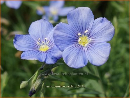 Linum perenne &#039;Saphir&#039; | Vlas