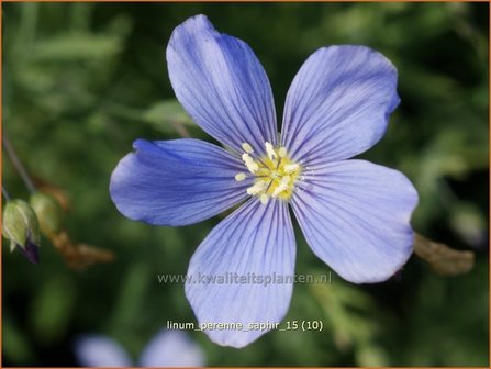 Linum perenne &#039;Saphir&#039; | Vlas