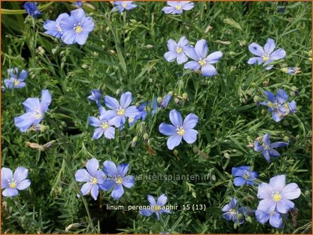 Linum perenne &#039;Saphir&#039; | Vlas