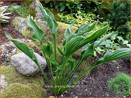 Hosta &#039;Praying Hands&#039; | Hartlelie, Funkia