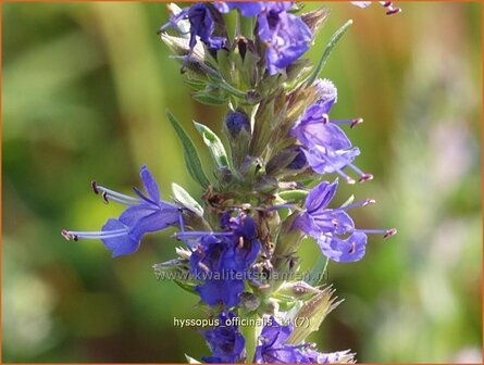 Hyssopus officinalis | Hysop