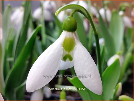 Galanthus elwesii | Groot sneeuwklokje, Breedbladig sneeuwklokje, Sneeuwklokje