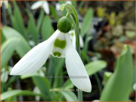 Galanthus elwesii | Groot sneeuwklokje, Breedbladig sneeuwklokje, Sneeuwklokje