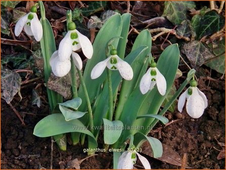 Galanthus elwesii | Groot sneeuwklokje, Breedbladig sneeuwklokje, Sneeuwklokje