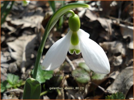 Galanthus elwesii | Groot sneeuwklokje, Breedbladig sneeuwklokje, Sneeuwklokje