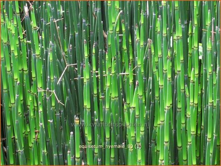 Equisetum hyemale | Schaafstro, Schuurriet, Paardenstaart