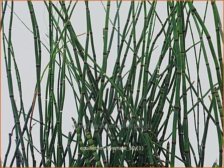 Equisetum hyemale | Schaafstro, Schuurriet