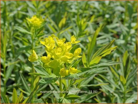 Euphorbia palustris &#039;Teichlaterne&#039; | Moeraswolfsmelk, Wolfsmelk