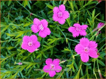 Dianthus deltoides &#039;Rosea&#039; | Steenanjer, Anjer