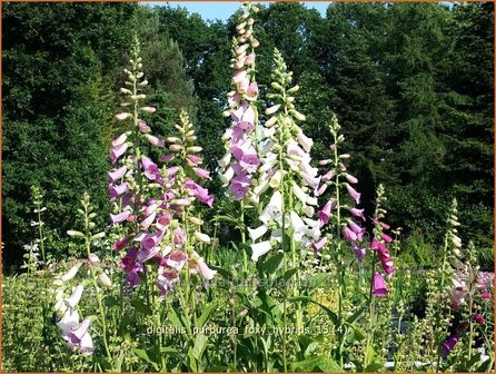 Digitalis purpurea &#039;Foxy Hybrids&#039; | Vingerhoedskruid