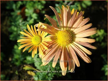 Chrysanthemum &#039;Mary Stoker&#039; | Chrysant