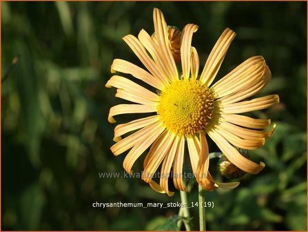 Chrysanthemum &#039;Mary Stoker&#039; | Chrysant