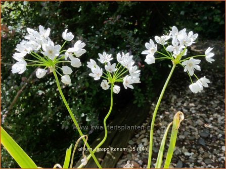 Allium neapolitanum | Bruidsuitje, Look | Mediterraner Lauch