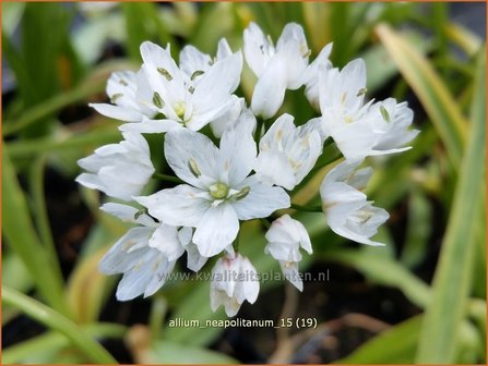 Allium neapolitanum | Bruidsuitje, Look | Mediterraner Lauch