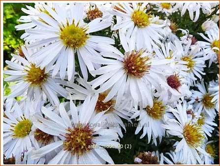 Aster &#039;Niobe&#039; | Aster