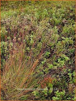 Deschampsia flexuosa | Bochtige smele