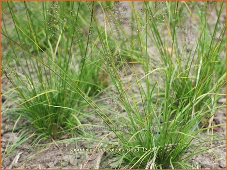 Sporobolus heterolepis &#039;Cloud&#039; | Parelgras, Prairiedropzaad