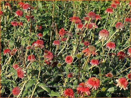 Echinacea purpurea &#039;Irresistible&#039; | Zonnehoed