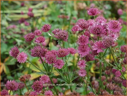 Astrantia major &#039;Venice&#039; | Zeeuws knoopje