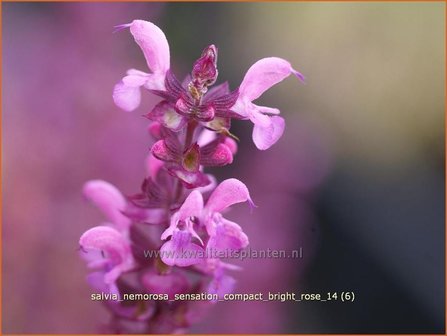 Salvia nemorosa &#039;Sensation Compact Bright Rose&#039; | Salie, Salvia