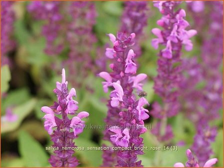 Salvia nemorosa &#039;Sensation Compact Bright Rose&#039; | Salie, Salvia