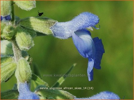 Salvia uliginosa &#039;African Skies&#039; | Salie, Salvia