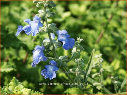 Salvia uliginosa &#039;African Skies&#039; | Salie, Salvia