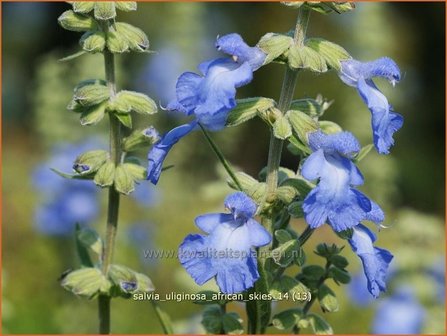 Salvia uliginosa &#039;African Skies&#039; | Salie, Salvia