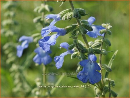 Salvia uliginosa &#039;African Skies&#039; | Salie, Salvia