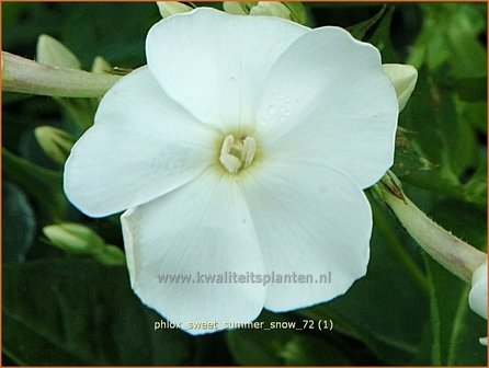 Phlox &#039;Sweet Summer Snow&#039; | Vlambloem, Flox, Floks