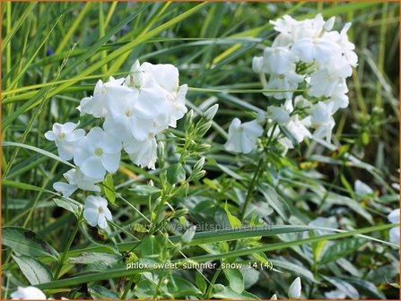 Phlox &#039;Sweet Summer Snow&#039; | Vlambloem, Flox, Floks