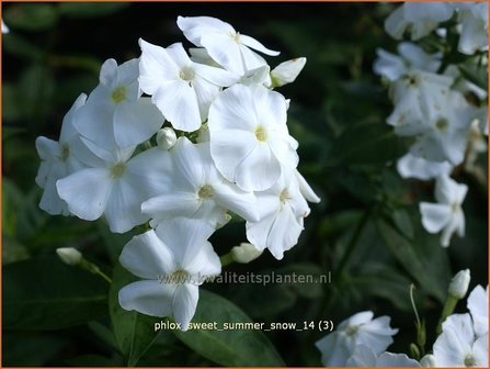 Phlox &#039;Sweet Summer Snow&#039; | Vlambloem, Flox, Floks