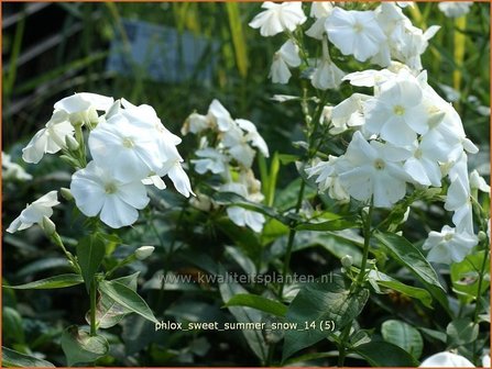 Phlox &#039;Sweet Summer Snow&#039; | Vlambloem, Flox, Floks