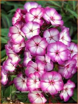 Phlox &#039;Sweet Summer Fantasy&#039; | Vlambloem, Flox, Floks