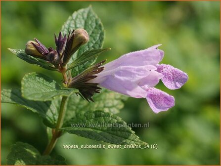 Nepeta subsessilis &#039;Sweet Dreams&#039; | Kattekruid, Kattenkruid