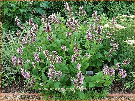 Nepeta subsessilis &#039;Sweet Dreams&#039; | Kattekruid, Kattenkruid